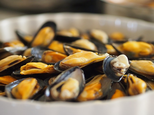 molluschi